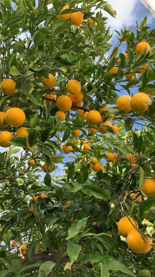 Dimora Le Zagare Apartamento Ostuni Exterior foto