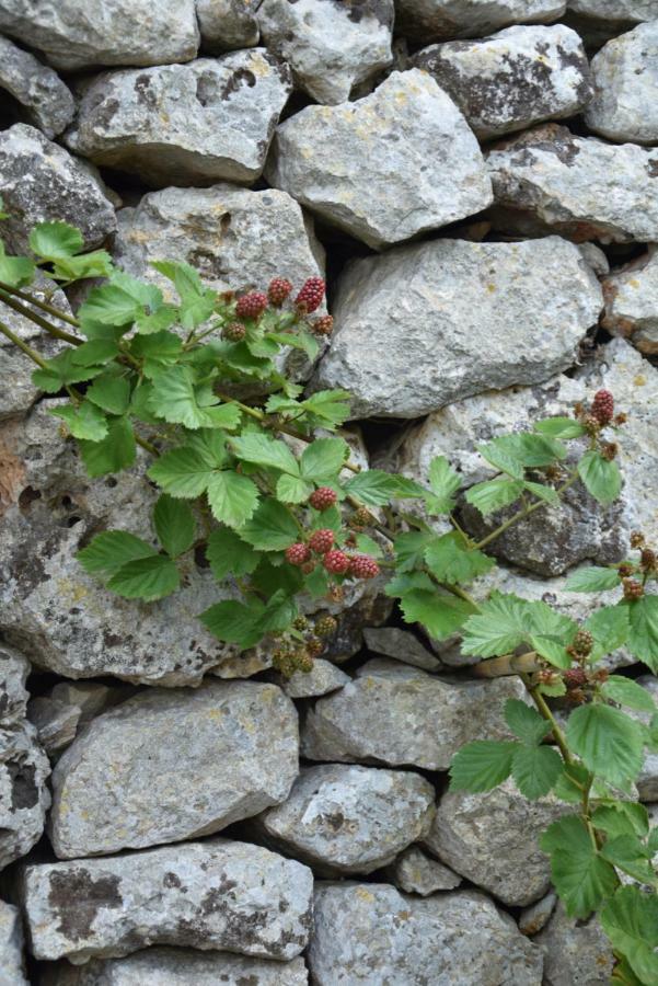 Dimora Le Zagare Apartamento Ostuni Exterior foto